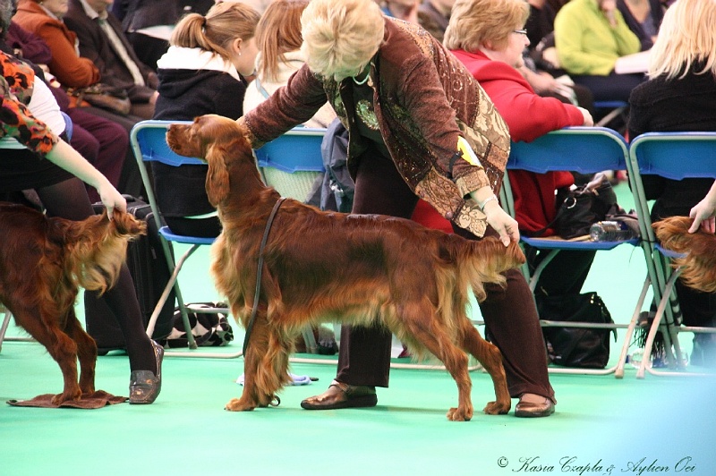 Crufts2011 253.jpg